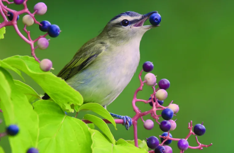 What's Flying: Much to be said for being an early bird